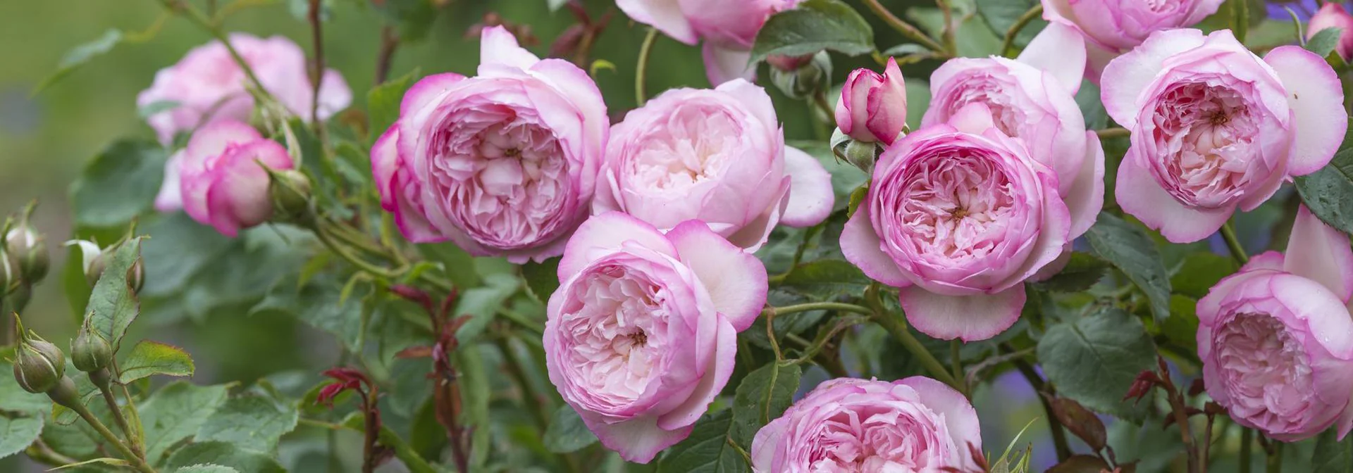 Timeless Elegance in Every Bloom